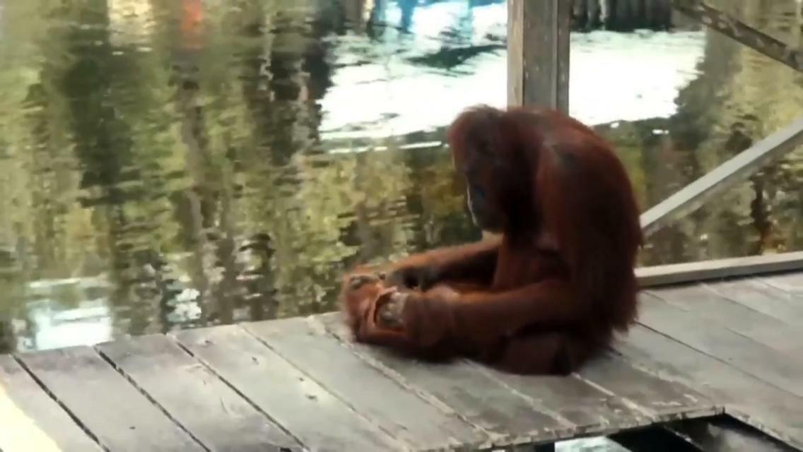 Orangutan Shaka Houseboat With Cabin Pangkalanbuun Buitenkant foto