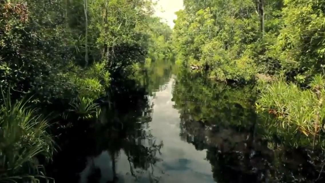Orangutan Shaka Houseboat With Cabin Pangkalanbuun Buitenkant foto