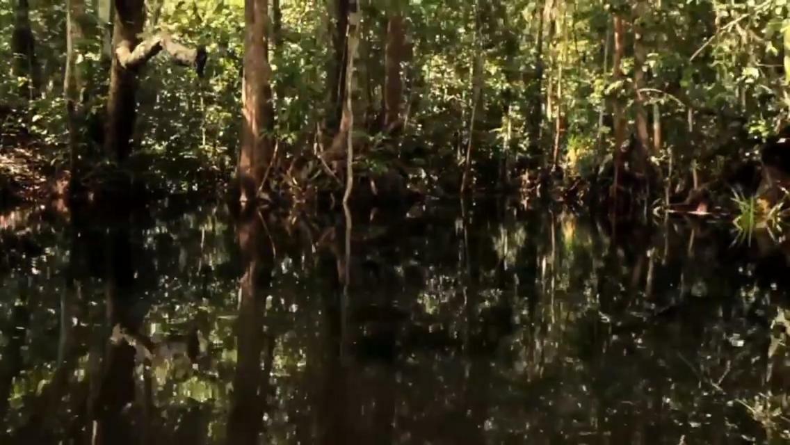 Orangutan Shaka Houseboat With Cabin Pangkalanbuun Buitenkant foto