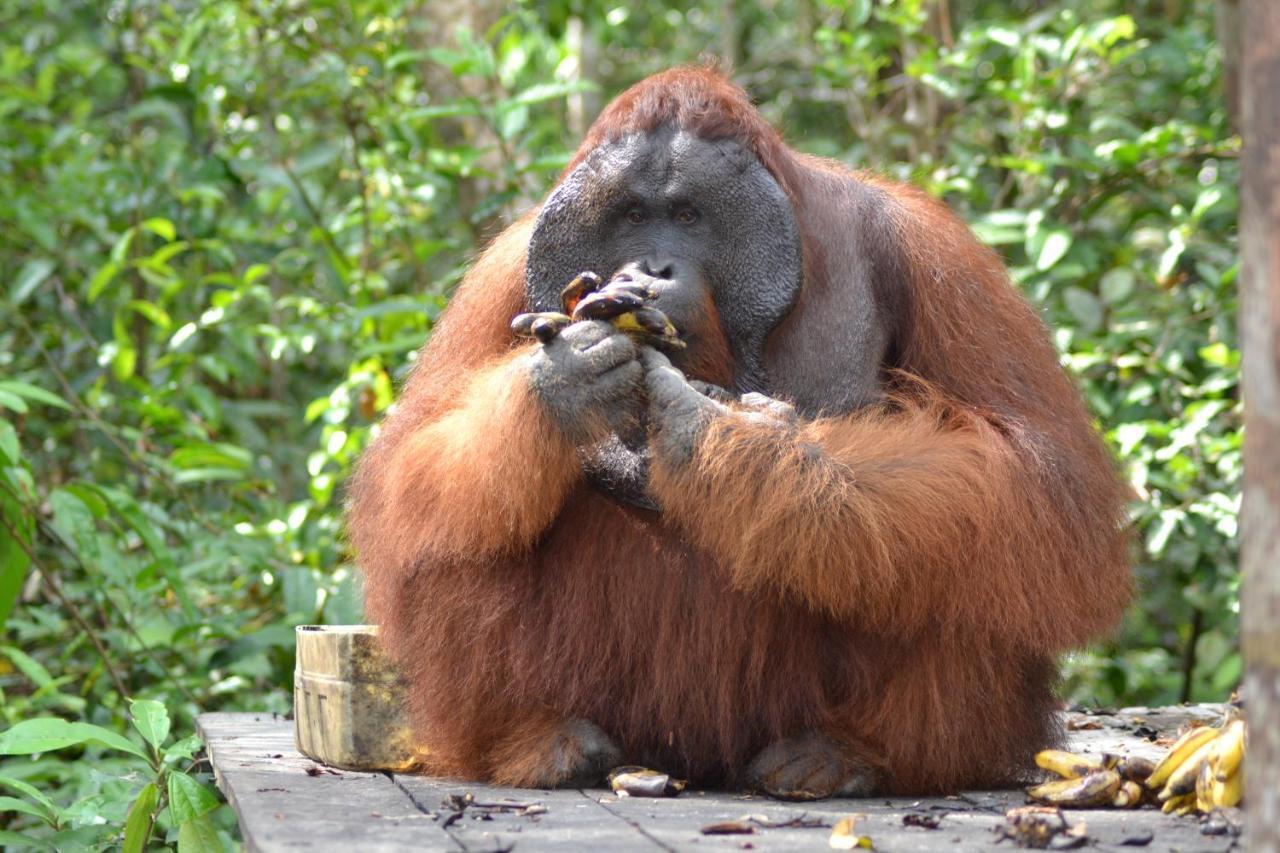 Orangutan Shaka Houseboat With Cabin Pangkalanbuun Buitenkant foto