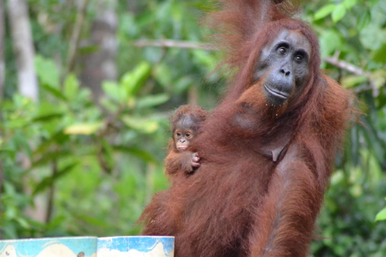Orangutan Shaka Houseboat With Cabin Pangkalanbuun Buitenkant foto